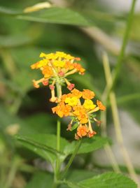 Close-up of yellow flowering plant