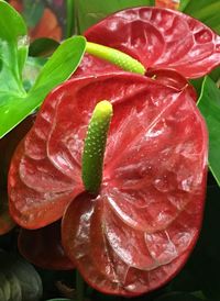 Close-up of red flowers