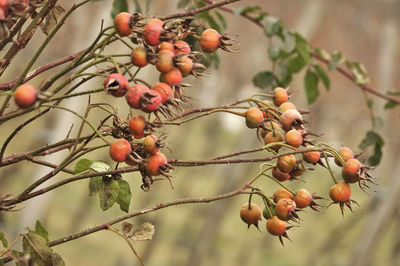 Low angle view of berries growing on tree