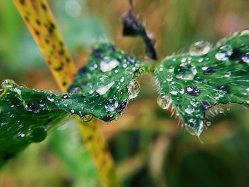 Close-up of raindrops on leaves