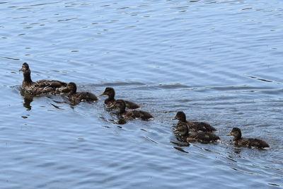 Ducks swimming in lake