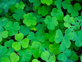 Full frame shot of green leaves