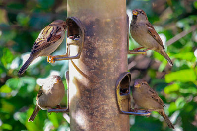 Close-up of birds perching on a bird feeder