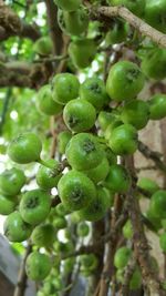 Close-up of berries growing on tree