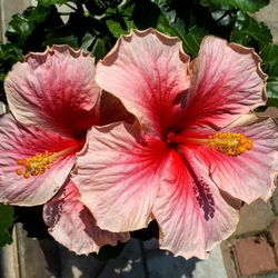 Close-up of pink hibiscus blooming outdoors