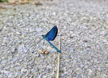 Close-up of damselfly on sand