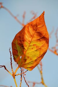 Close-up of maple leaf on plant against sky