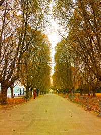 Footpath amidst trees during autumn