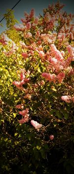 Close-up of plants against trees