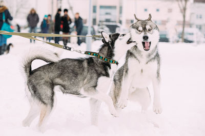 Dogs running on snow