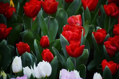 Full frame shot of red tulips on field