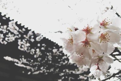 Close-up of apple blossoms in spring