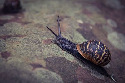 Close-up of snail on rock