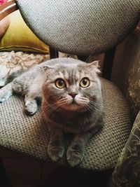 Portrait of cat sitting on sofa at home