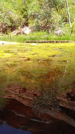 Scenic view of lake in forest