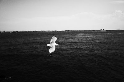 View of birds flying over sea