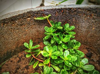 Close-up of plant growing outdoors