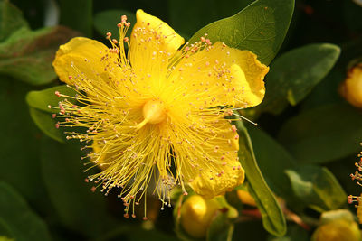 Close-up of wet yellow flower blooming outdoors