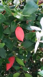 High angle view of pink flowering plant