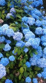 Close-up of hydrangea flowers