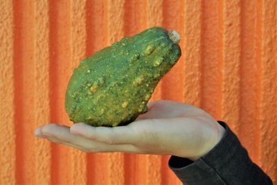 Close-up of hand holding leaf