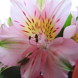 Macro shot of pink day lily