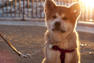 Close-up of shiba inu looking away on footpath during sunset