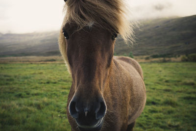 Portrait of horse standing on grassy field