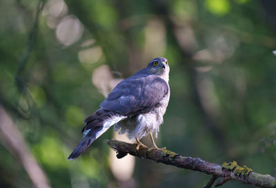 Close-up of bird perching on branch