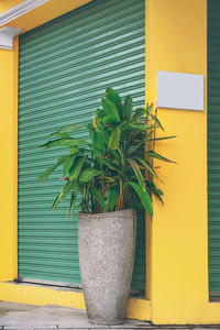 Potted plant against yellow wall of building
