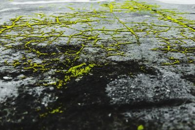 Close-up of moss on rock