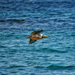 Close-up of bird flying over lake