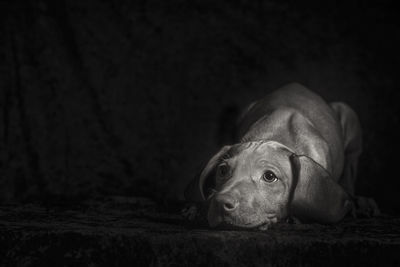 Close-up portrait of dog relaxing at home