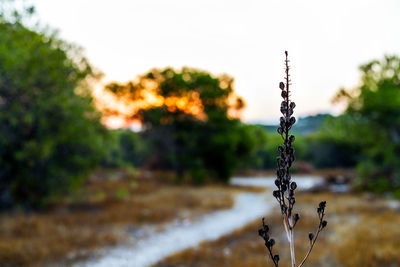 Close-up of plant growing on field against sky