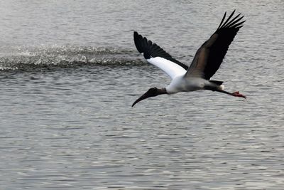 Bird flying over lake