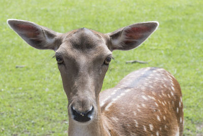 Close-up portrait of deer standing on field