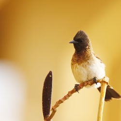 Close-up of bird perching on yellow outdoors