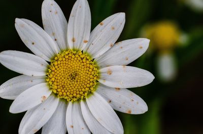 Close-up of white flower