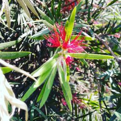 Close-up of red flower