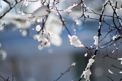 Low angle view of cherry blossom during winter