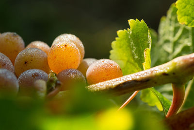 Close-up of grapes on vine