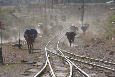 High angle view of mules carrying luggage walking by railroad track