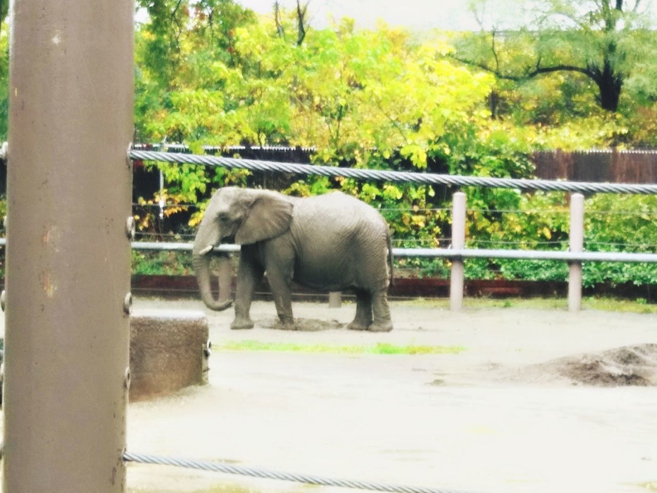 ELEPHANT ON WATER