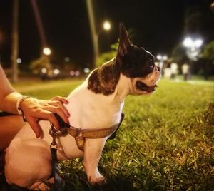 Close-up of dog standing on grass