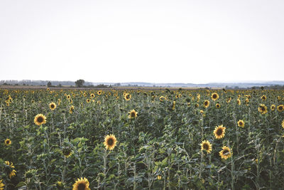 Scenic view of sunflower field against clear sky