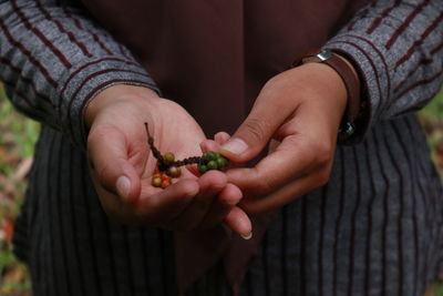 Black pepper plants showing by a girl