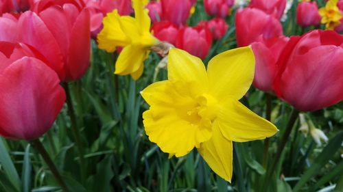 Close-up of red tulips