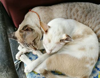 Close-up of dog sleeping