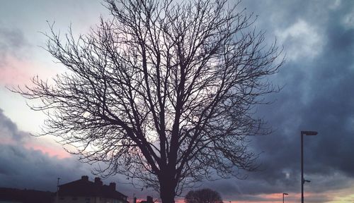 Low angle view of tree against sky