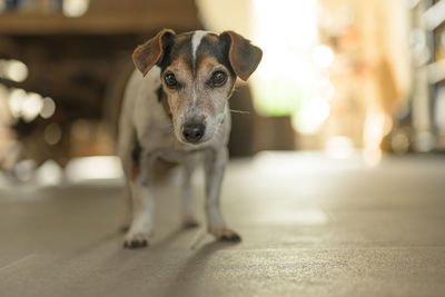 Portrait of dog at home